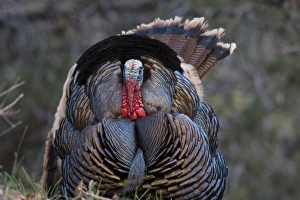 Images Dated 28th March 2009: USA, Utah, Zion National Park, Wild Turkey, Meleagris gallopavo, in Zion Canyon