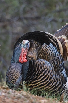 Frank Zurey Prints: USA, Utah, Zion National Park, Wild Turkey, Meleagris gallopavo, in Zion Canyon
