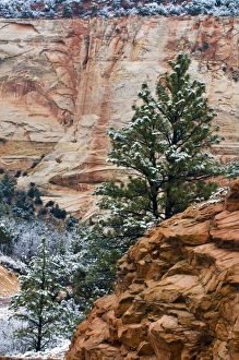 Nancy Rotenberg Prints: USA, Utah, Zion National Park. Winter scenic