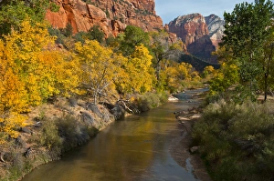 Nancy Rotenberg Prints: USA, Utah, Zion National Park. Zion Canyon and Virgin River lined with cottonwood trees