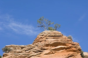 Images Dated 24th April 2007: USA, Utah, Zion NP, Red Rock Tree