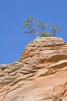 USA, Utah, Zion NP, Red Rock Tree