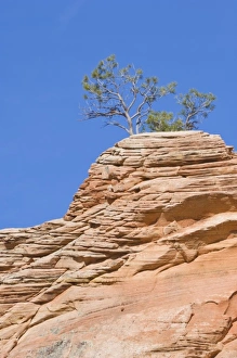 Images Dated 24th April 2007: USA, Utah, Zion NP, Red Rock Tree