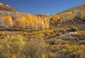 Ric Ergenbright Prints: USA, Utah, Zion NP. A sheep herd follows the trail on the Kolob Plateau in Zion NP