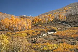 Ric Ergenbright Prints: USA, Utah, Zion NP. Sheep moves up a hill in autumn on the Kolob Plateau above Zion National Park