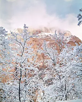 Ric Ergenbright Prints: USA, Utah, Zion NP. Snow-covered branches resemble lace near the red walls of Zion National Park