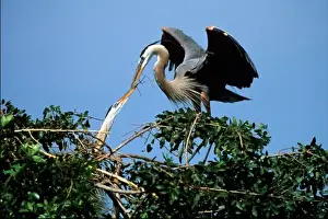 Images Dated 28th May 2010: USA, Venice, Florida, Great Blue Herons on Nest passing stick to build nest