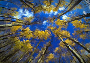 Looking Up Prints: USA, Vermont. Abstract of looking up at trees with autumn foliage
