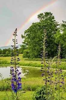 Vermont Prints: USA, Vermont, Addison County. Pond with rainbow, larkspur flowers