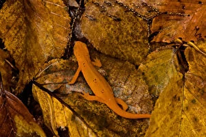 Images Dated 10th October 2005: USA, Vermont, Bennington, Salamander, Red-Spotted Newt or Eastern Newt