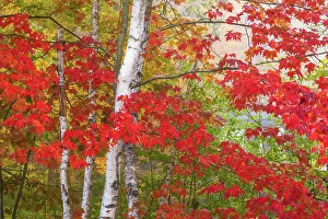 Vermont Prints: USA, Vermont. Birch and maple trees in autumn color