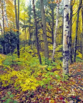 Ric Ergenbright Prints: USA, Vermont, Elmore SP. Autumn comes to Elmore State Park, in Vermont