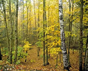 Ric Ergenbright Prints: USA, Vermont, Elmore SP. Early morning fog shrouds the trees at Elmore State Park