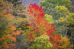 Vermont Prints: USA, Vermont, Fall foliage in Green Mountains at Bread Loaf, owned by Middlebury College