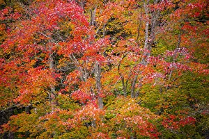 Vermont Prints: USA, Vermont, Fall foliage in Green Mountains at Bread Loaf, owned by Middlebury College