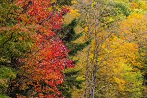 Vermont Prints: USA, Vermont, Fall foliage in Mad River Valley along trail to Warren Falls
