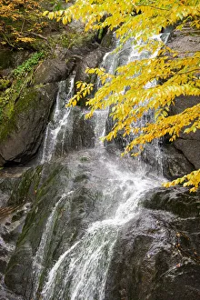 Images Dated 18th October 2021: USA, Vermont, Fall foliage in Mad River Valley along trail to Warren Falls
