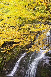 Images Dated 18th October 2021: USA, Vermont, Fall foliage in Mad River Valley along trail to Warren Falls