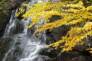 Images Dated 18th October 2021: USA, Vermont, Fall foliage in Mad River Valley along trail to Warren Falls