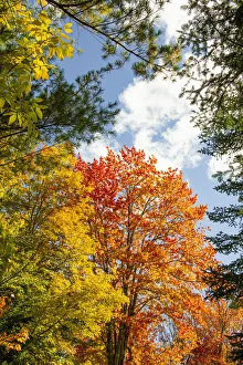 Vermont Prints: USA, Vermont, Fall foliage in Morrisville on Jopson Lane