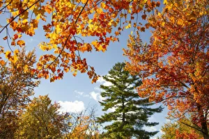 Vermont Prints: USA, Vermont, Fall foliage in Morrisville on Jopson Lane