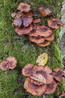 Moss Gallery: USA, Vermont, Fall foliage and mushrooms in Mad River Valley along trail to Warren Falls