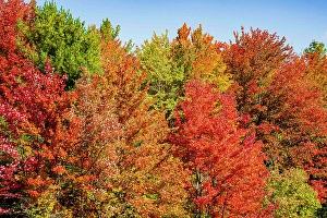 Kayak Prints: USA, Vermont, Granville. Fall foliage seen from Route 100 in Green Mountains