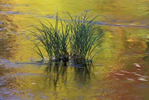 Deerfield River Prints: USA, Vermont, Green