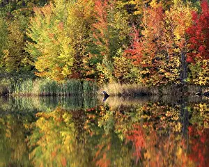 USA, Vermont, Green Mountain National Forest, Pond