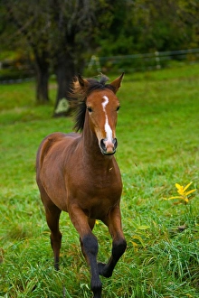 Images Dated 9th October 2005: USA, Vermont, Horse