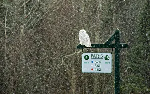 Vermont Prints: USA, Vermont, Morrisville. Female snowy owl in snow on golf course