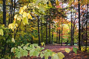 Images Dated 18th October 2021: USA, Vermont, Morrisville, Jopson Lane. Fall foliage