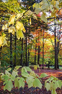 Images Dated 7th January 2022: USA, Vermont, Morrisville, Jopson Lane. Fall foliage
