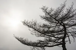 Vermont Prints: USA, Vermont, Morrisville, Jopson Lane. Tree silhouetted against winter sky