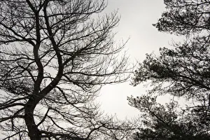 Images Dated 18th October 2021: USA, Vermont, Morrisville, Jopson Lane. Tree silhouetted against winter sky