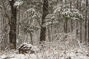 Images Dated 18th October 2021: USA, Vermont, Morrisville, Jopson Lane, late spring snow fall in the forest