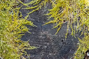 USA, Vermont, Morrisville, Jopson Lane, moss covering end of log