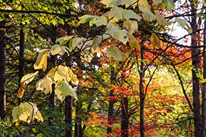 Images Dated 7th January 2022: USA, Vermont, Morrisville, Jopson Lane. Fall foliage