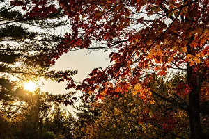 Images Dated 7th January 2022: USA, Vermont, Morrisville, Jopson Lane. Fall foliage