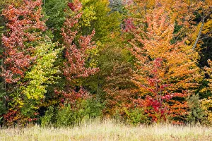 Abundant Prints: USA, Vermont, Morrisville. Lyle McKee Road, fall foliage