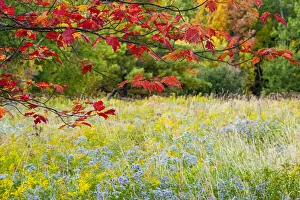 Images Dated 7th January 2022: USA, Vermont, Morrisville. Lyle McKee Road, fall foliage