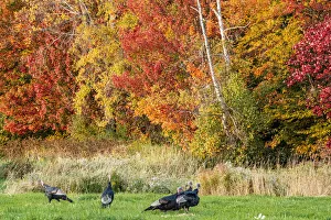 USA, Vermont, Morrisville. Lyle McKee Road, fall foliage, flock of wild turkeys