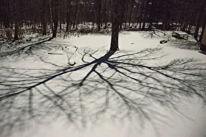 Vermont Prints: USA, Vermont, Morrisville, moon shadow of ash tree on snow-covered lawn