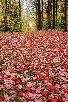 Kayak Prints: USA, Vermont, Morrisville. Red maple (Acer rubrum) leaves as a carpet on the ground