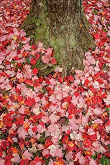 Kayak Prints: USA, Vermont, Morrisville. Red maple leaves as a carpet on the ground