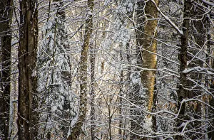 Vermont Prints: USA, Vermont, Morrisville, snow covered forest full of trees