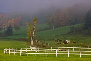 USA, Vermont, Near Grandville, Horses in fields