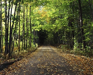 Empty Road Prints: USA, Vermont, Northeast Kingdom, South Albany, View of country road