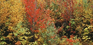 USA, Vermont, Northeast Kingdom, Fall foliage
