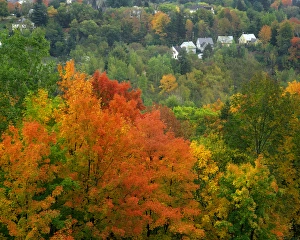 Images Dated 17th January 2013: USA, Vermont, Saint Johnsbury. Hillside scenic of trees and homes